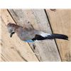Image 4 : Eurasian Jay Full Body Bird Taxidermy