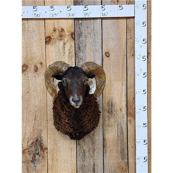 Arawapa Cross Ram Sheep Shoulder Mount Taxidermy