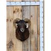 Image 1 : Arawapa Cross Ram Sheep Shoulder Mount Taxidermy