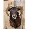 Image 2 : Arawapa Cross Ram Sheep Shoulder Mount Taxidermy