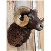 Image 3 : Arawapa Cross Ram Sheep Shoulder Mount Taxidermy
