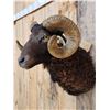 Image 4 : Arawapa Cross Ram Sheep Shoulder Mount Taxidermy