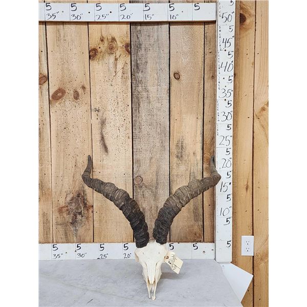 Spanish Gredos Ibex Skull Taxidermy