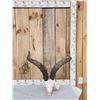 Image 1 : Spanish Gredos Ibex Skull Taxidermy