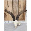 Image 2 : Spanish Gredos Ibex Skull Taxidermy