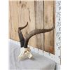 Image 3 : Spanish Gredos Ibex Skull Taxidermy