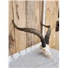 Image 4 : Spanish Gredos Ibex Skull Taxidermy