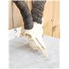 Image 5 : Spanish Gredos Ibex Skull Taxidermy