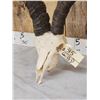 Image 6 : Spanish Gredos Ibex Skull Taxidermy