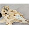 Image 7 : Spanish Gredos Ibex Skull Taxidermy