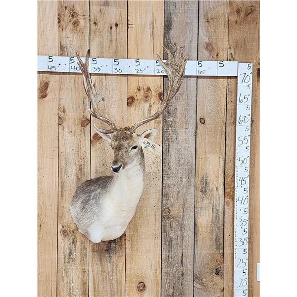 Awesome Fallow Deer Shoulder Mount Taxidermy