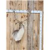 Image 1 : Awesome Fallow Deer Shoulder Mount Taxidermy