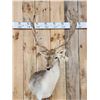 Image 2 : Awesome Fallow Deer Shoulder Mount Taxidermy