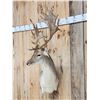 Image 3 : Awesome Fallow Deer Shoulder Mount Taxidermy