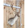 Image 4 : Awesome Fallow Deer Shoulder Mount Taxidermy