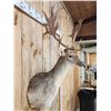 Image 5 : Awesome Fallow Deer Shoulder Mount Taxidermy