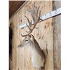 Image 6 : Awesome Fallow Deer Shoulder Mount Taxidermy