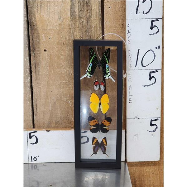 Frame Of 5 Beautiful Butterflies Taxidermy