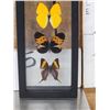 Image 3 : Frame Of 5 Beautiful Butterflies Taxidermy