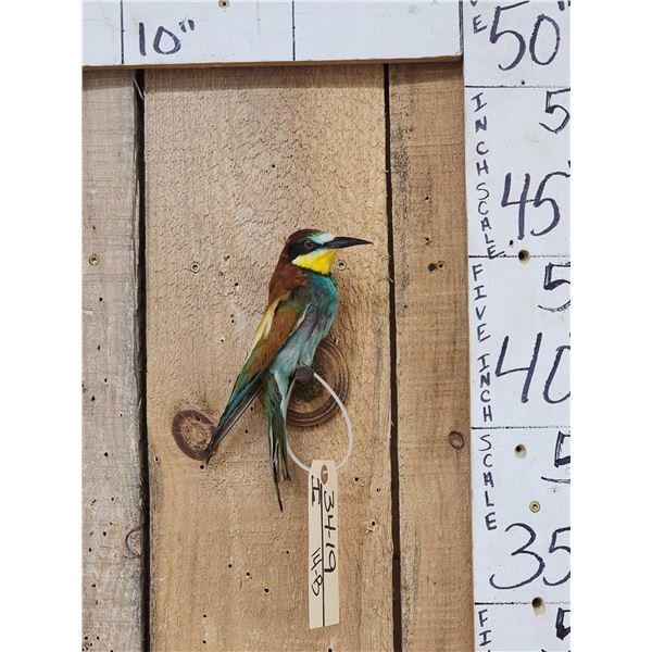 European Bee Eater Bird Taxidermy