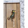 Image 1 : European Bee Eater Bird Taxidermy