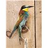 Image 2 : European Bee Eater Bird Taxidermy