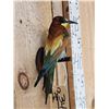 Image 3 : European Bee Eater Bird Taxidermy