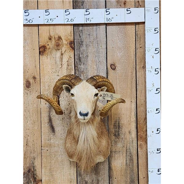 Mouflon Cross Ram Sheep Shoulder Mount Taxidermy