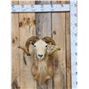 Image 1 : Mouflon Cross Ram Sheep Shoulder Mount Taxidermy