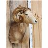 Image 2 : Mouflon Cross Ram Sheep Shoulder Mount Taxidermy