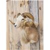 Image 3 : Mouflon Cross Ram Sheep Shoulder Mount Taxidermy