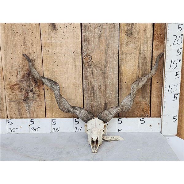 Hungarian Racka Ram Sheep Skull Taxidermy