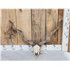 Image 1 : Hungarian Racka Ram Sheep Skull Taxidermy