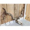 Image 2 : Hungarian Racka Ram Sheep Skull Taxidermy