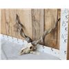 Image 3 : Hungarian Racka Ram Sheep Skull Taxidermy