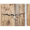 Image 4 : Hungarian Racka Ram Sheep Skull Taxidermy