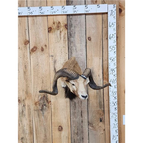 Mouflon Cross Ram Sheep Shoulder Mount Taxidermy