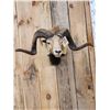 Image 2 : Mouflon Cross Ram Sheep Shoulder Mount Taxidermy
