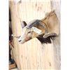 Image 3 : Mouflon Cross Ram Sheep Shoulder Mount Taxidermy