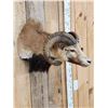 Image 4 : Mouflon Cross Ram Sheep Shoulder Mount Taxidermy