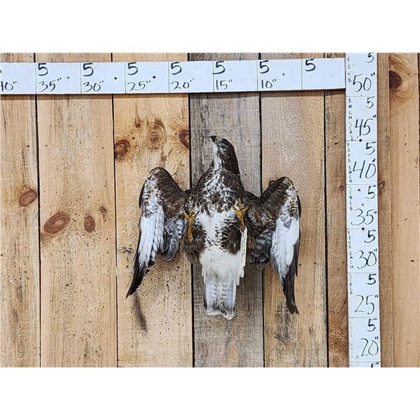 Comon Buzzard Buteo Buteo In Flight Bird Taxidermy