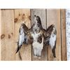 Image 2 : Comon Buzzard Buteo Buteo In Flight Bird Taxidermy