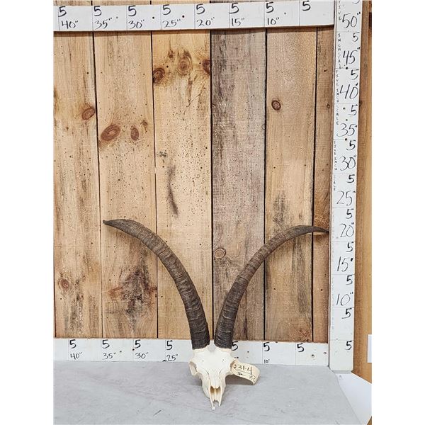 Spanish Beceit Ibex Skull Taxidermy