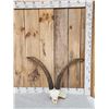 Image 1 : Spanish Beceit Ibex Skull Taxidermy