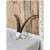Image 2 : Spanish Beceit Ibex Skull Taxidermy