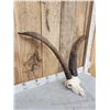Image 3 : Spanish Beceit Ibex Skull Taxidermy