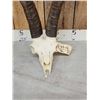 Image 4 : Spanish Beceit Ibex Skull Taxidermy
