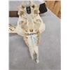 Image 5 : Spanish Beceit Ibex Skull Taxidermy