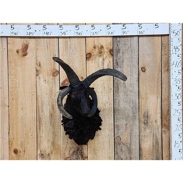 Awesome Jacob's 4 Horn Sheep Shoulder Mount Taxidermy