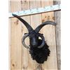 Image 2 : Awesome Jacob's 4 Horn Sheep Shoulder Mount Taxidermy